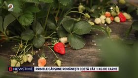 Primele căpșuni românești costă cât 1 kg de carne